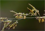 Bromopsis inermis. Часть соцветия. Московская обл., Раменский р-н, окр. дер. Хрипань, садовый участок. 11.06.2025.