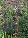 Cichorium intybus
