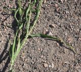 genus Tragopogon