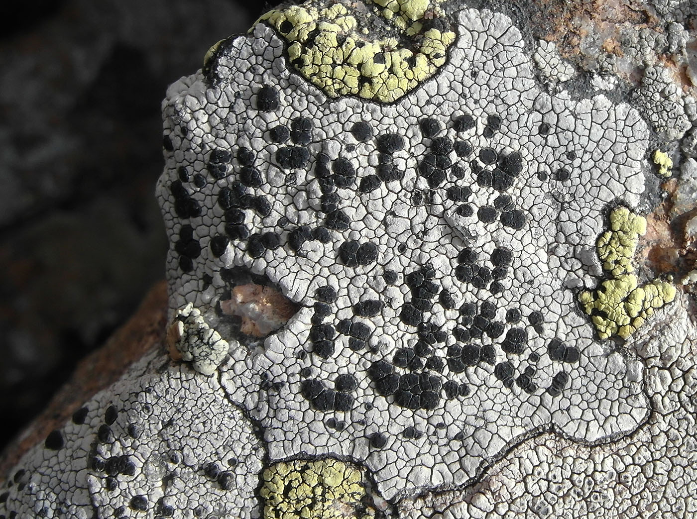 Изображение особи Lecidea lapicida var. pantherina.