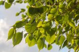 Ficus religiosa. Верхушка ветви с молодыми листьями. Израиль, г. Бат-Ям, в озеленении. 06.05.2025.