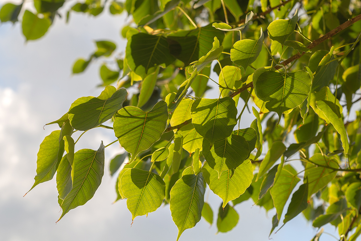 Image of Ficus religiosa specimen.