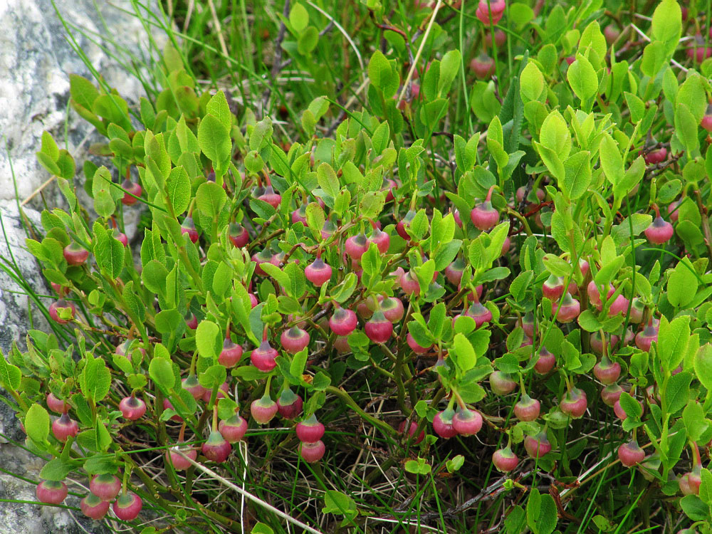 Image of Vaccinium myrtillus specimen.