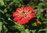 Zinnia elegans. Соцветие. Московская обл., Раменский р-н, окр. дер. Хрипань, садовый участок. 11.08.2025.