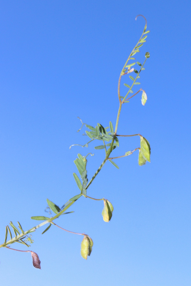 Image of Vicia tetrasperma specimen.