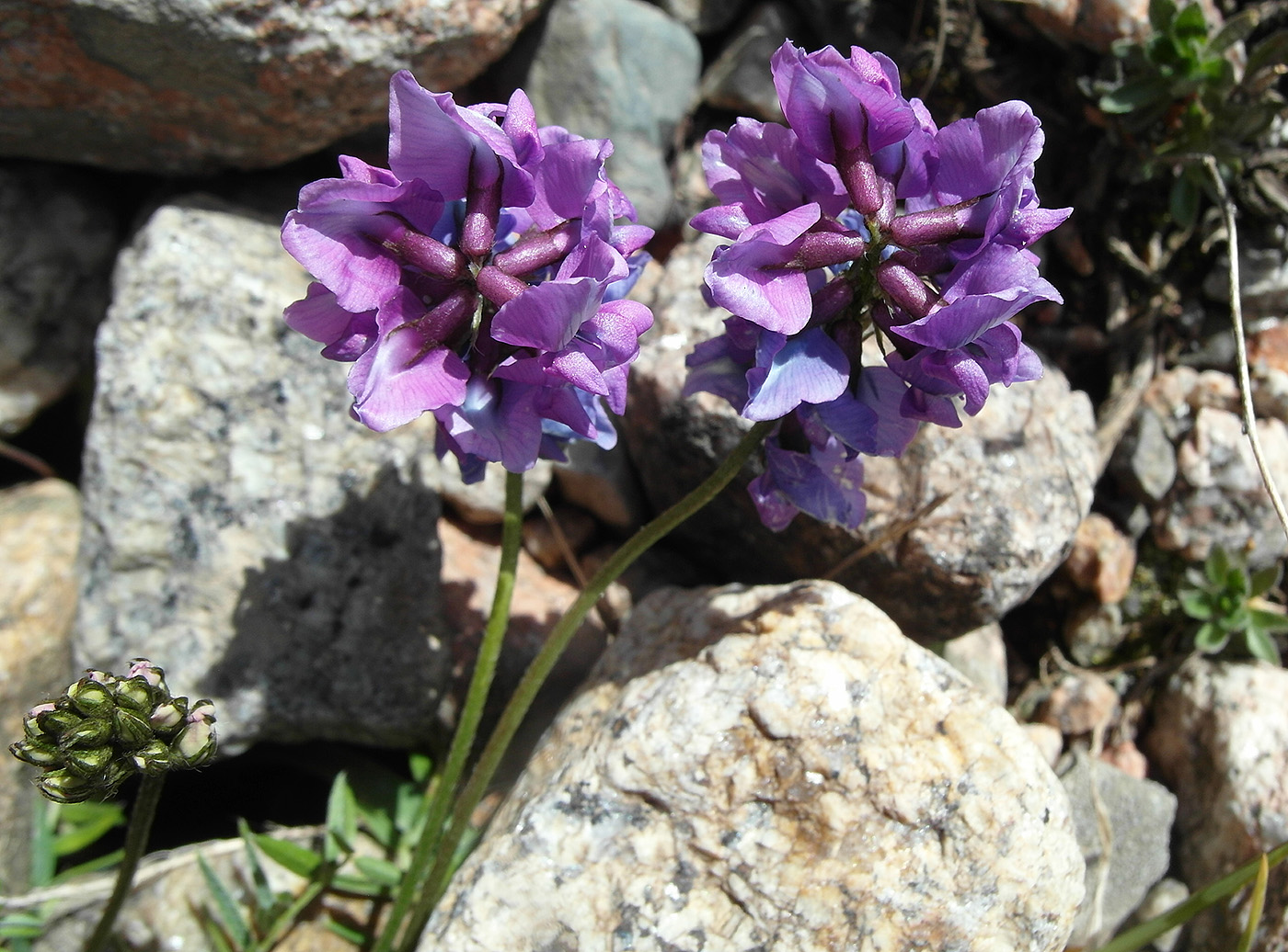 Изображение особи Oxytropis lapponica.
