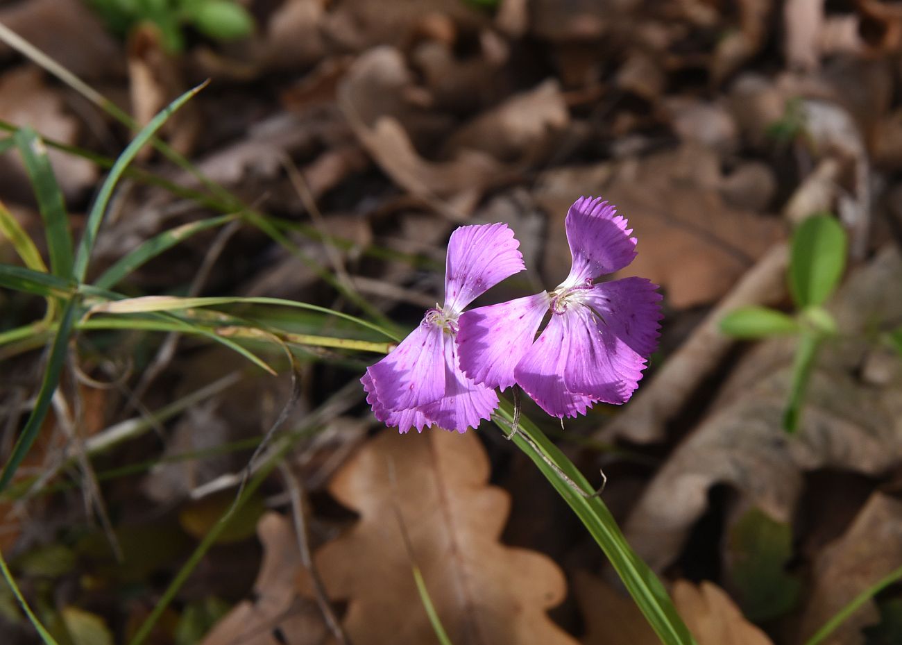 Image of genus Dianthus specimen.