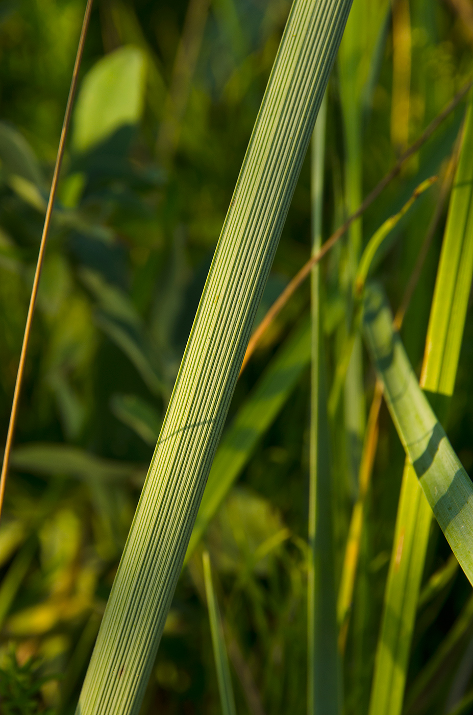 Image of Leymus arenarius specimen.