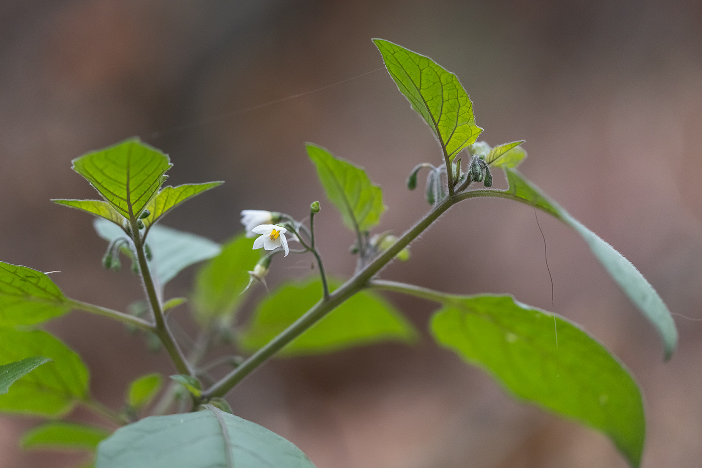 Изображение особи Solanum nigrum.