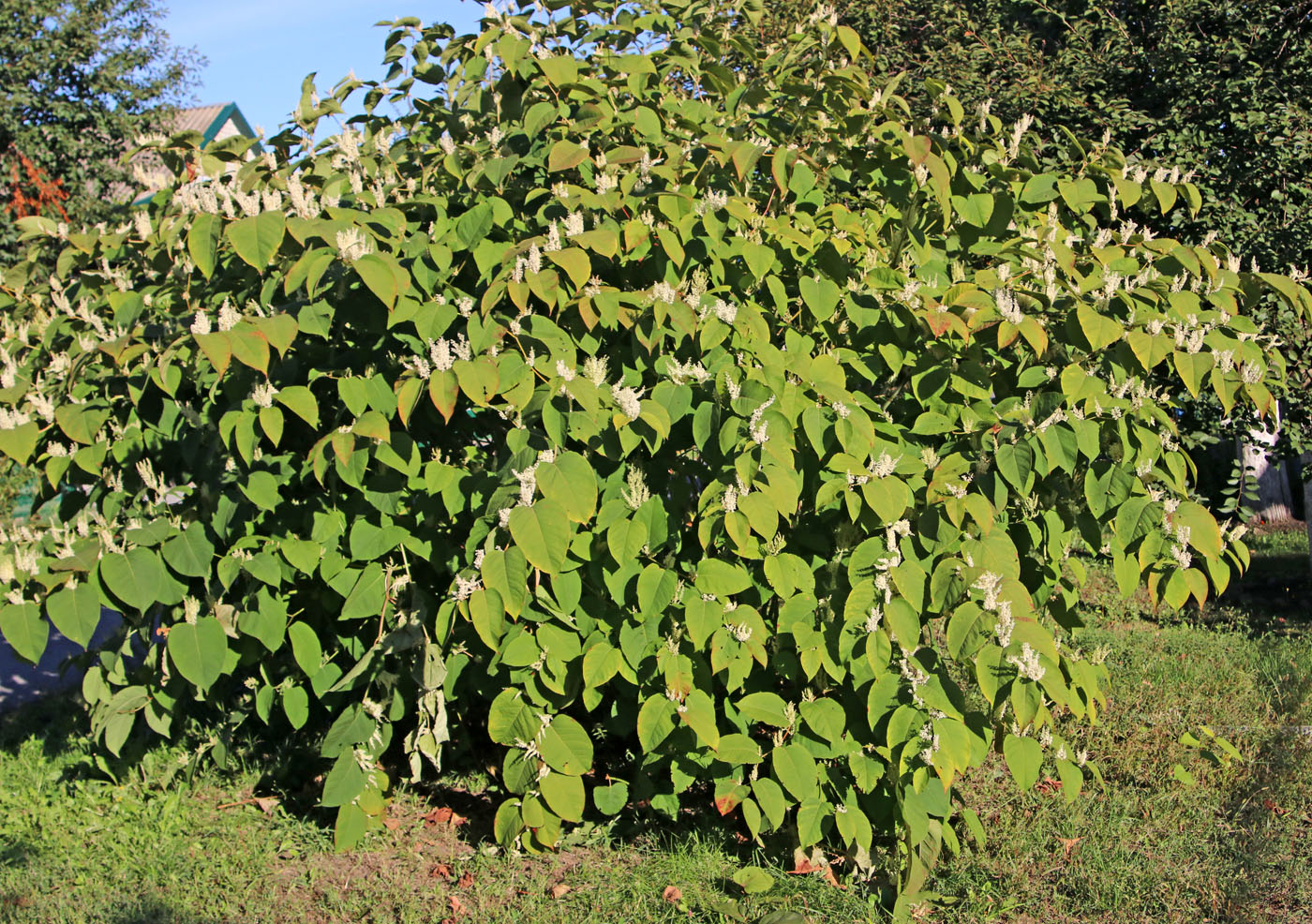 Image of Reynoutria sachalinensis specimen.