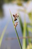 Schoenoplectus lacustris. Соцветие. Белгородская обл., Ракитянский р-н, окр. с. Венгеровка; правый берег р. Пена. 5 июня 2022 г.