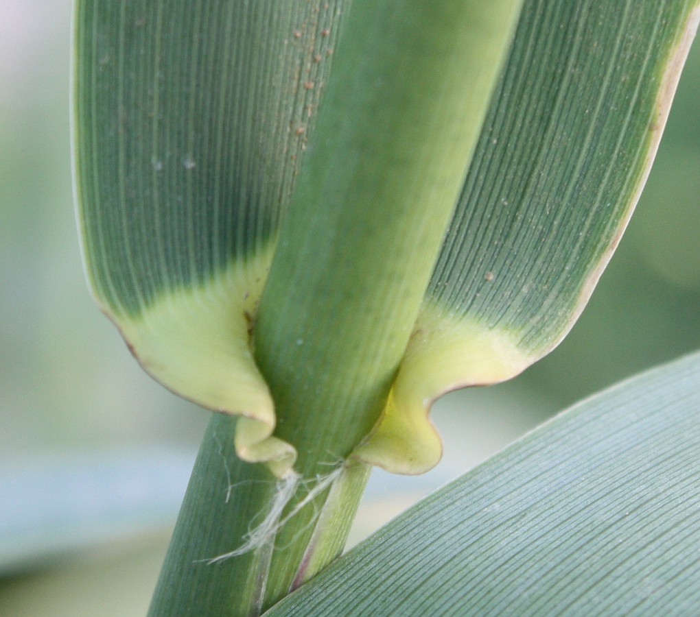 Изображение особи Arundo donax.