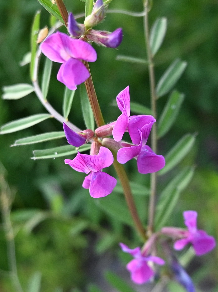 Image of genus Vicia specimen.