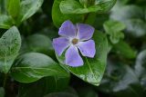 Vinca major. Цветок и листья в каплях дождя. Крым, Евпатория, дворовое озеленение. 08.01.2026.