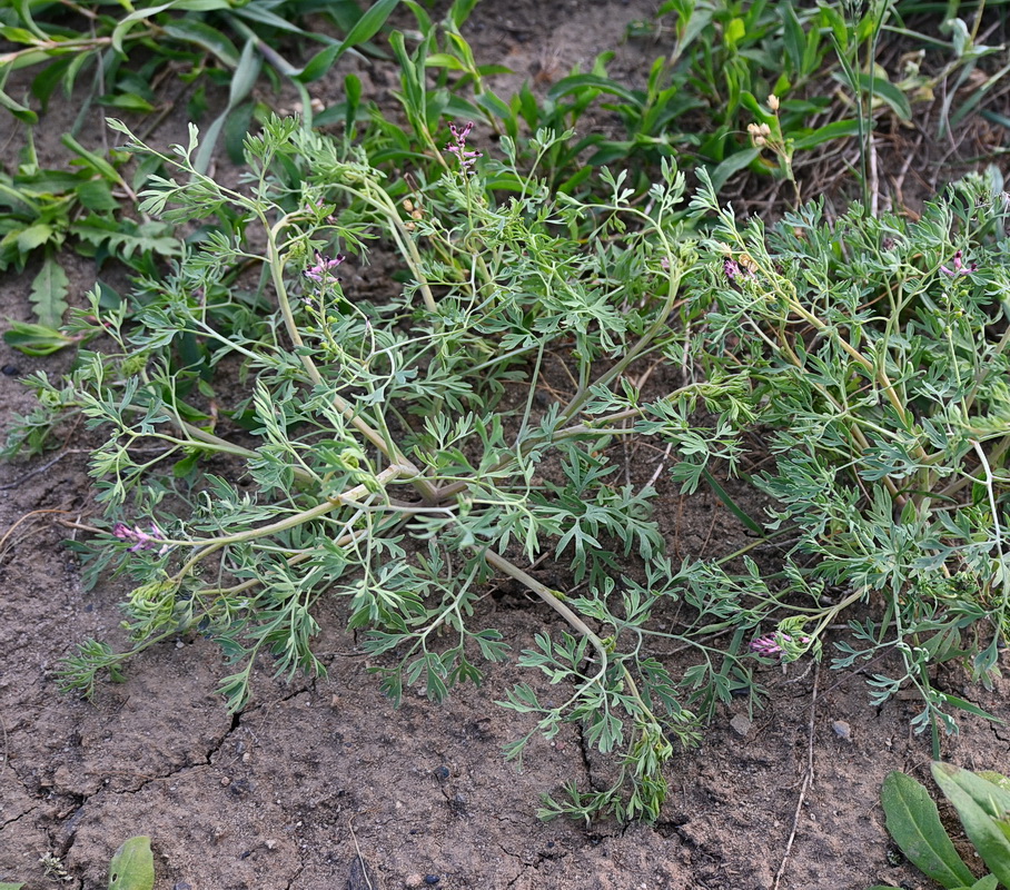 Изображение особи род Fumaria.