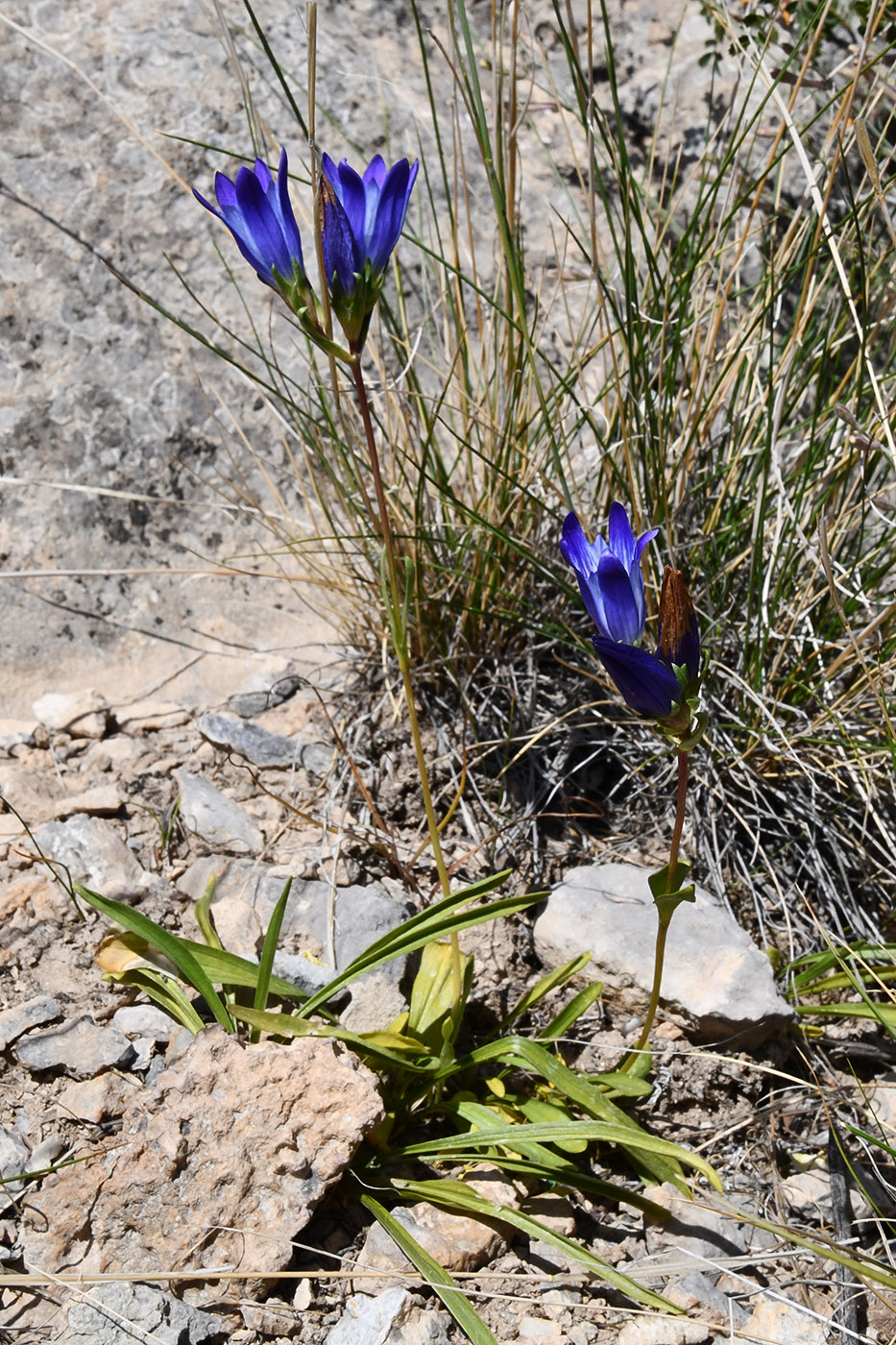 Изображение особи Gentiana olivieri.