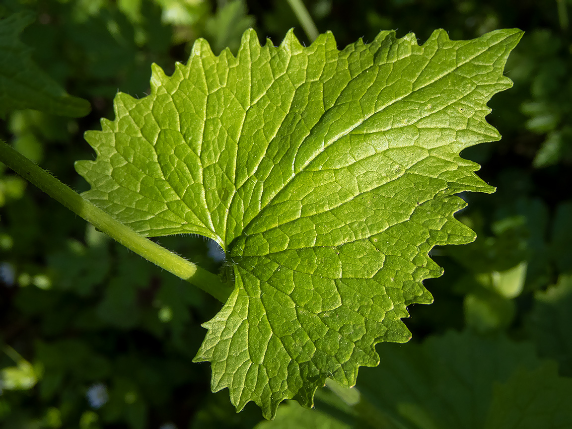 Изображение особи Alliaria petiolata.