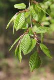 Carpinus orientalis