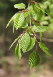 Carpinus orientalis. Ветвь. Италия, Лацио, Латина, бухта Гаэта. 08.04.2011.