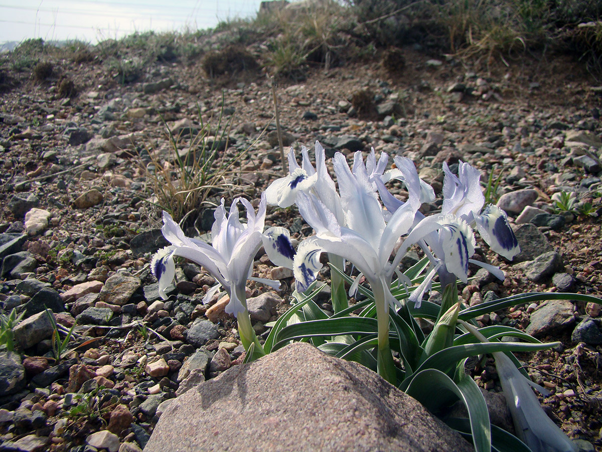 Image of Juno kuschakewiczii specimen.