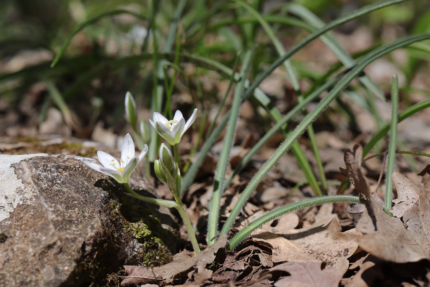 Изображение особи Ornithogalum fimbriatum.
