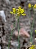 Haplophyllum dauricum. Верхушки побегов с соцветиями. Китай, пров. Ганьсу, гора Цзиши, ущ. Дасы, глинистый склон. 07.06.2025.