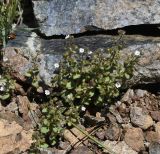 Veronica hispidula subspecies ixodes. Цветущее растение. Республика Кипр, Троодос (Τρόοδος), ≈ 1900 м н.у.м., каменистый склон. 07.06.2026.