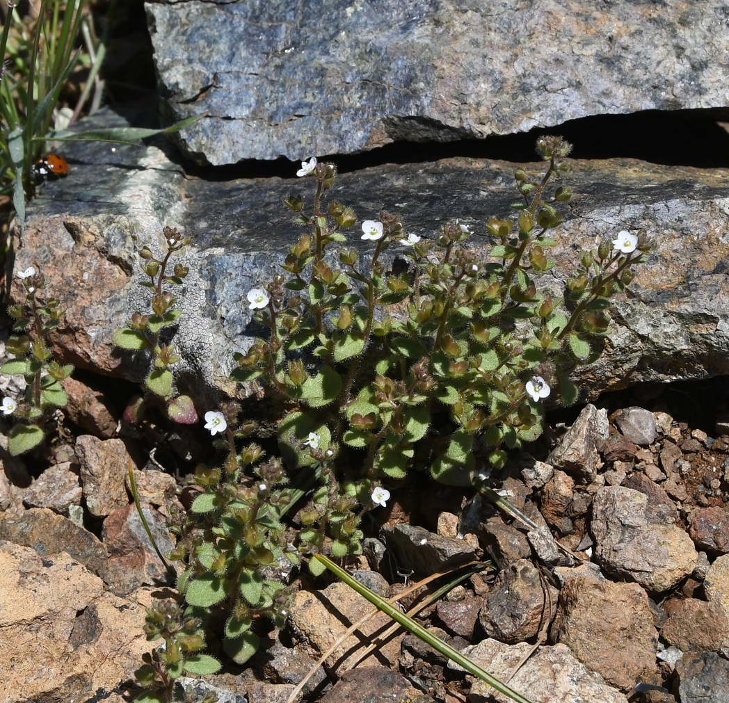 Изображение особи Veronica hispidula ssp. ixodes.