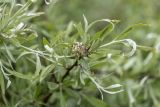 Pyrus salicifolia. Верхушка веточки с отцветающим соцветием. Дагестан, Дербентский р-н, природный парк \"Джалган\", гора Ачигсырт, выс. ок. 400 м н.у.м., дубово-грабовое редколесье. 03.05.2026.