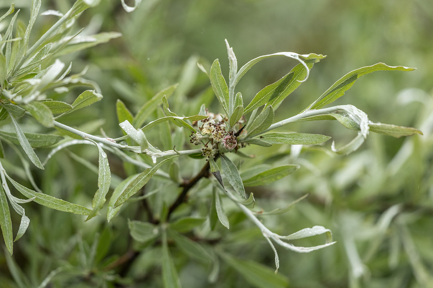 Изображение особи Pyrus salicifolia.