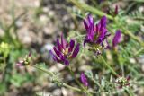 род Astragalus