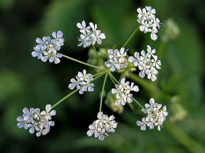 Изображение особи Anthriscus sylvestris.