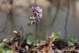 Corydalis solida. Цветущее растение. Санкт-Петербург, Старый Петергоф, парк \"Сергиевка\". 30.04.2011.