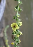 Verbascum blattaria