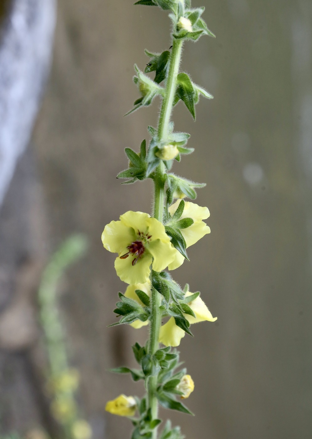Image of Verbascum blattaria specimen.