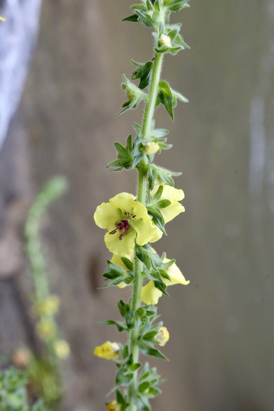 Image of Verbascum macrocarpum specimen.