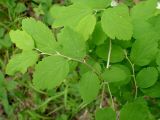 Spiraea flexuosa. Молодой побег. Хабаровский край, окр. г. Комсомольск-на-Амуре, опушка лиственного леса. 08.06.2026.