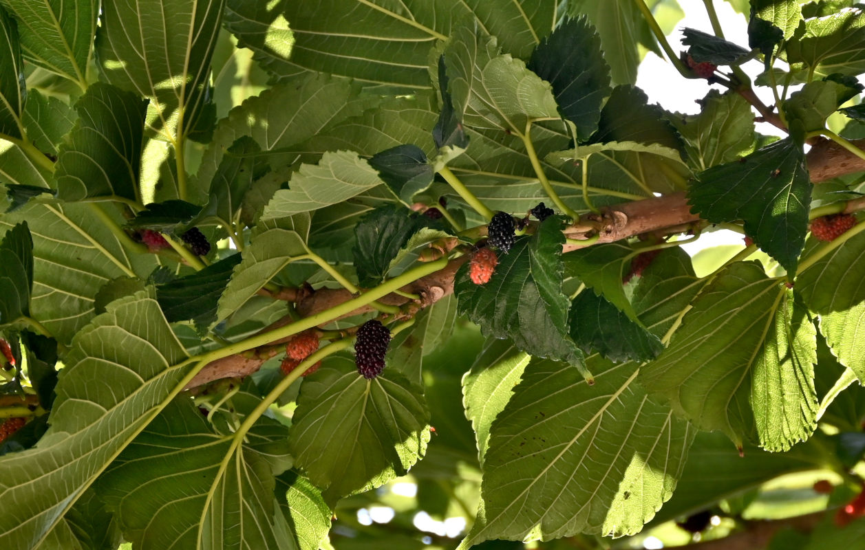 Image of Morus alba specimen.