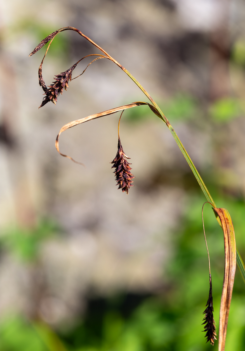 Image of Carex riishirensis specimen.