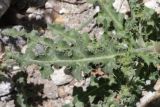 genus Cirsium