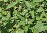 Galeopsis bifida
