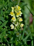 Linaria vulgaris. Соцветие. Московская обл., Чеховский р-н, окр. дер. Оксино, луг. 31.08.2025.