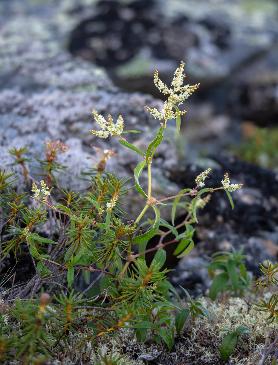 Изображение особи Aconogonon divaricatum.