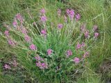 Oxytropis songarica