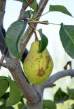 Pyrus communis