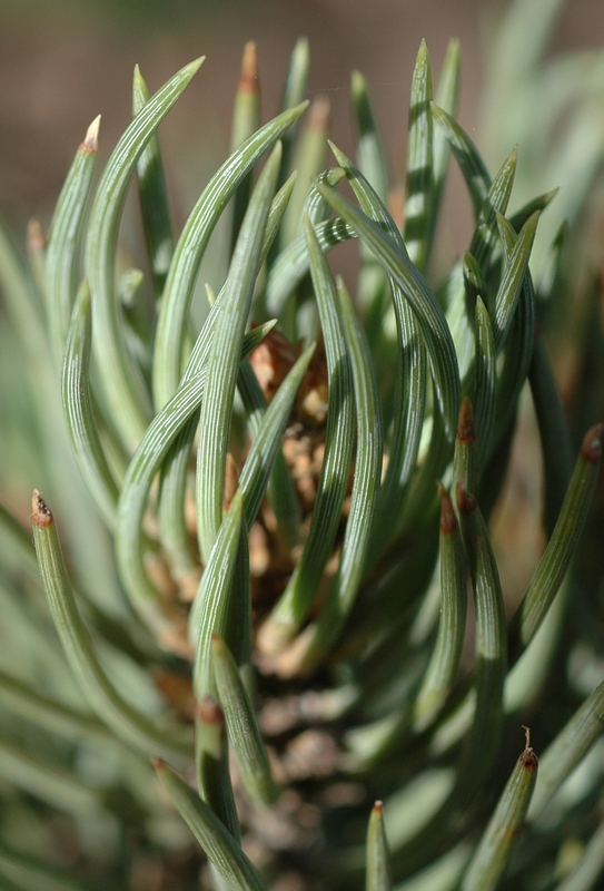 Изображение особи Pinus monophylla.