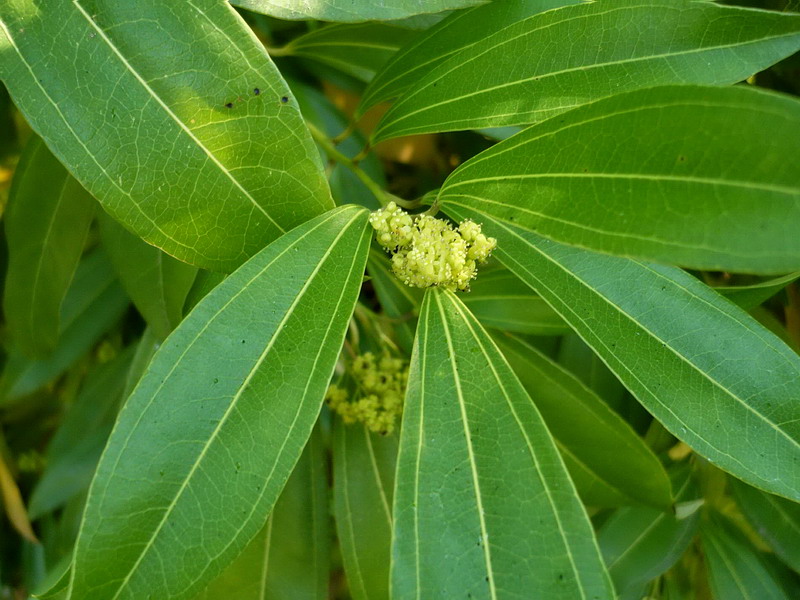 Image of Cocculus laurifolius specimen.