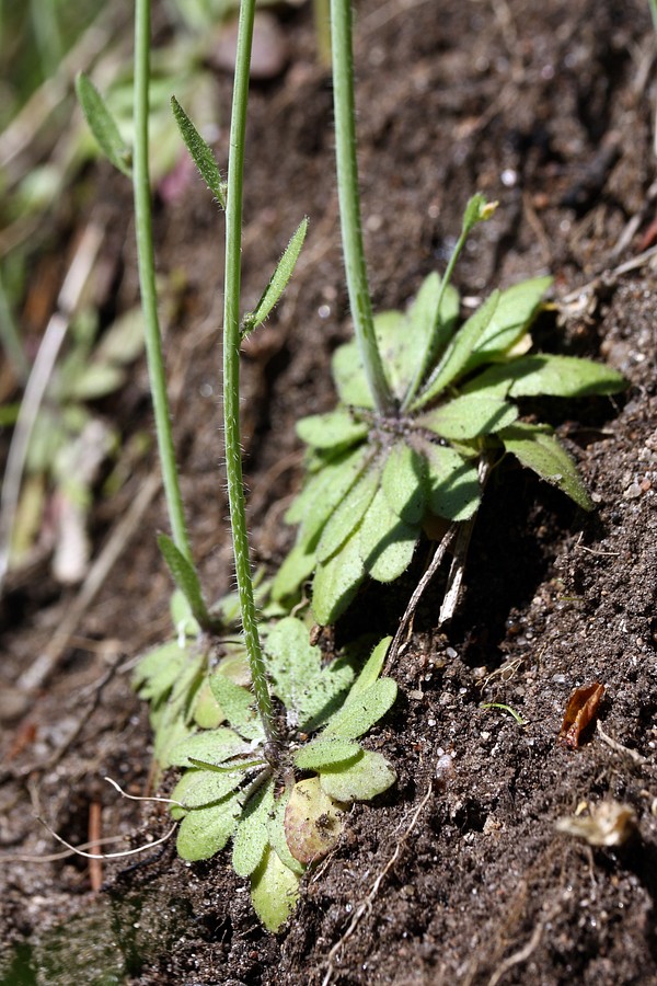 Изображение особи Arabidopsis thaliana.