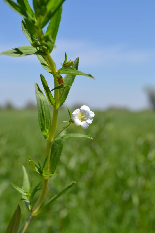 Image of Gratiola officinalis specimen.