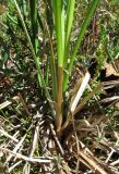 Carex aquatilis